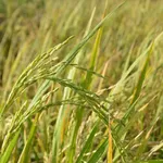 IMG_0688